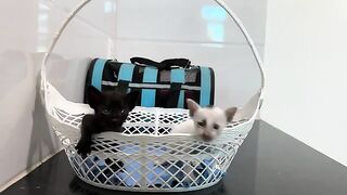 I BATHED My 2 Hungry Kittens For The First Time And Learned THIS