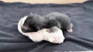 Feed the hungry kittens the big cat meets and takes care of two kittens for the first time