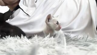 Kittens Get SURPRISING Eye Care from Dad