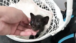 Suddenly Woke Up and Refused Milk, Kitten Makes Me Worried