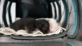 Kittens struggle to drink milk Day 3 of care