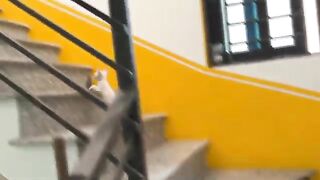 Kittens sing before eating and their reaction to their first nail trim