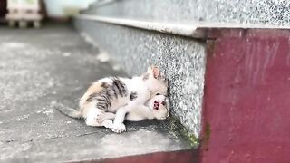 Bathing a kitten with dirty ears from playing around. So cute...