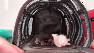 Adopt two tiny, lonely kittens who made a fuss during their first feeding