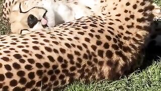 Cheetah Leopard Pair Love