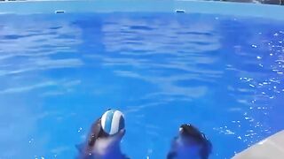 Dolphins Know How to Play