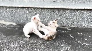 Clean the cat's ears and feed it before it rains after a long day of play.