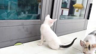 What Happens When You Feed a Hungry Kitten