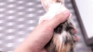 Luckily, the fleas were almost completely gone after bathing the kitten. It was a long process.