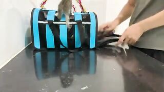 Clean the cage, bathe and feed the kittens