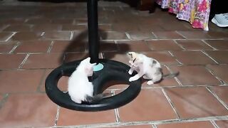 The playful kittens ran around the fan. It's been a long time since I've seen such innocence