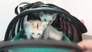 The two kittens have grown up and don't want to stay indoors anymore. Meet the big cats outside