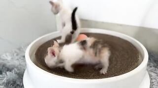 2 Kittens Ate All the Food What Happens Next?
