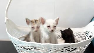 Funny kitten video. Hungry kitten happy again after full meal