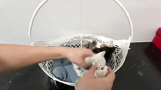 Hungry kittens learn to eat together, learn to climb stairs