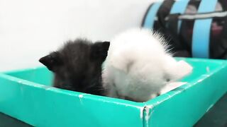 Hungry kittens learn to eat and sleep on time, they start to hate milk