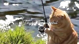 Kucing mancing