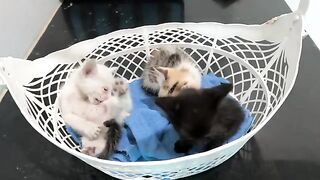 Sleepy but Still Drinking Water? Adorable Kitten's Air Tank Was Saved