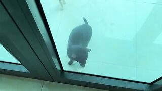 Big Cat Loses Kittens Adopts These Rescued Kittens