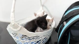 Kitten's First Official Bath and Its Adorable Reaction