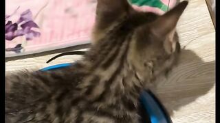 CH kitten Teeter