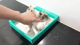 The hungry kitten drank all the milk very quickly and fell asleep on its owner