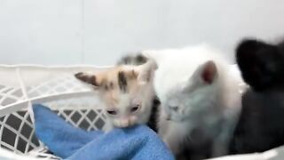 A small fight ensued after the kittens had finished nursing