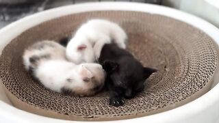 When Hungry Kittens Drink Too Fast… You Get Milk Mustaches Kitten Care from A to Z