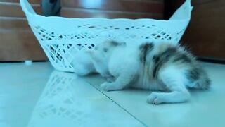 Bathing, drinking milk and giving eye drops to two cute kittens