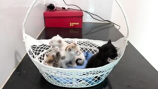 Hungry kittens ask for milk, play with toys for the first time and wait for them to fall asleep