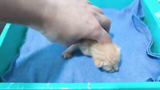 Protect kittens from fleas and dirt in the first bath, 1 day care