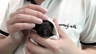 Rescued kitten gets used to bath, formula, eye drops for first time