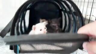 Treat kittens for conjunctivitis as soon as they wake up. How do kittens react?