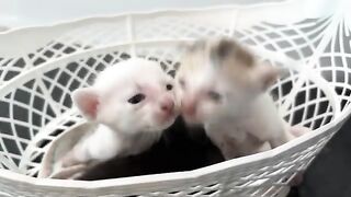 Kitten feeding battles are so adorable! Watch these hungry kittens learn to drink formula