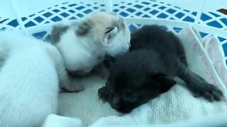 Hungry kittens practice drinking milk and going to the toilet