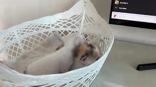 Not wanting to stay in the basket, the kitten wobbled on its weak legs as it tried to crawl