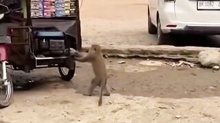 Monyet mencuri