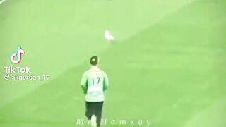 Terrible Incident in Cricket Ball Hit the Seagull