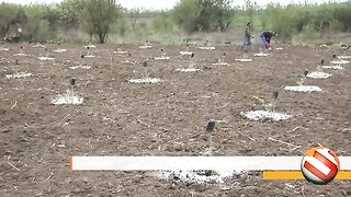 ЛЕШНИЦИ И ТРЮФЕЛИ