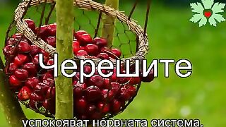 КАК ВЛИЯТ ПЛОДОВЕТЕ И ЗЕЛЕНЧУЦИТЕ ВЪРХУ НАС