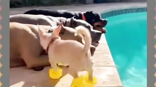 Chihuahua Iseng