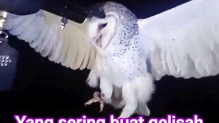 Burung Hantu Langka Sengaja Ditembak Mati - Adobet88