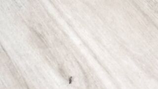 Lalat