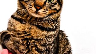 My Cat’s Reaction When I Cough ????