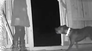This Pitbull Didn’t Let It In #pitbull #cctv #rescue #animals #hero