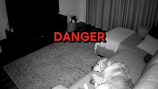 This Dog Knew Something Was Wrong ???? #CCTVFootage