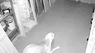 Hero Pitbull Vs Unknown Intruder #pitbull #cctv #rescue #animals #hero
