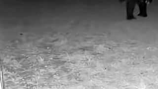 CCTV Footage Captures It Running After a Loud Bark #pitbull #cctv #rescue #bear #hero