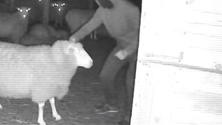 Pitbull Defends the Farm #pitbull #cctv #rescue #hero