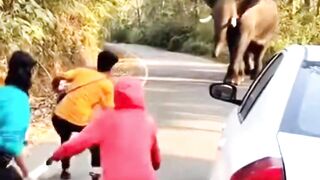 The elephant would have crushed her
